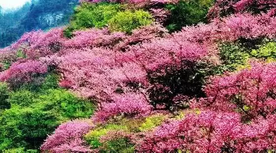 旅游年卡分享网