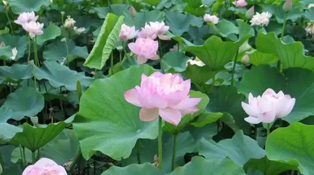 旅游年卡分享网