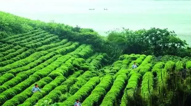 旅游年卡分享网
