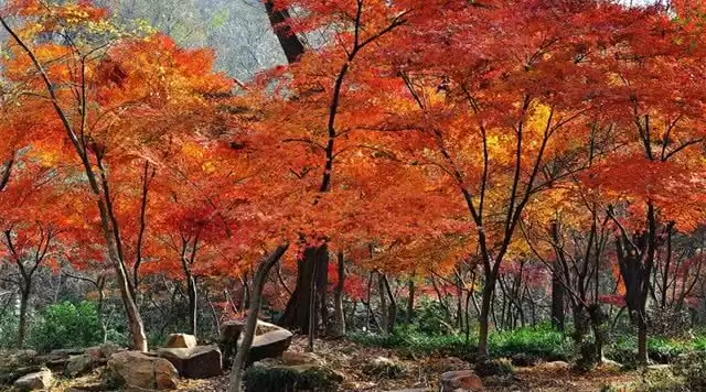 旅游年卡分享网