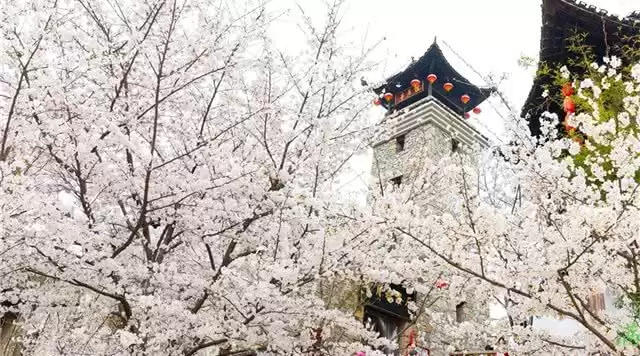 旅游年卡分享网