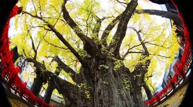 旅游年卡分享网