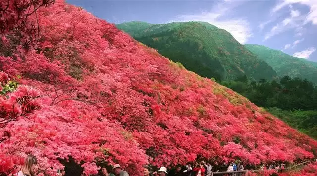 旅游年卡分享网