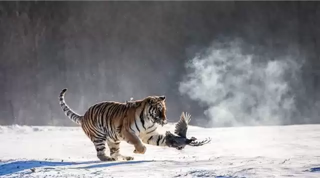 旅游年卡分享网